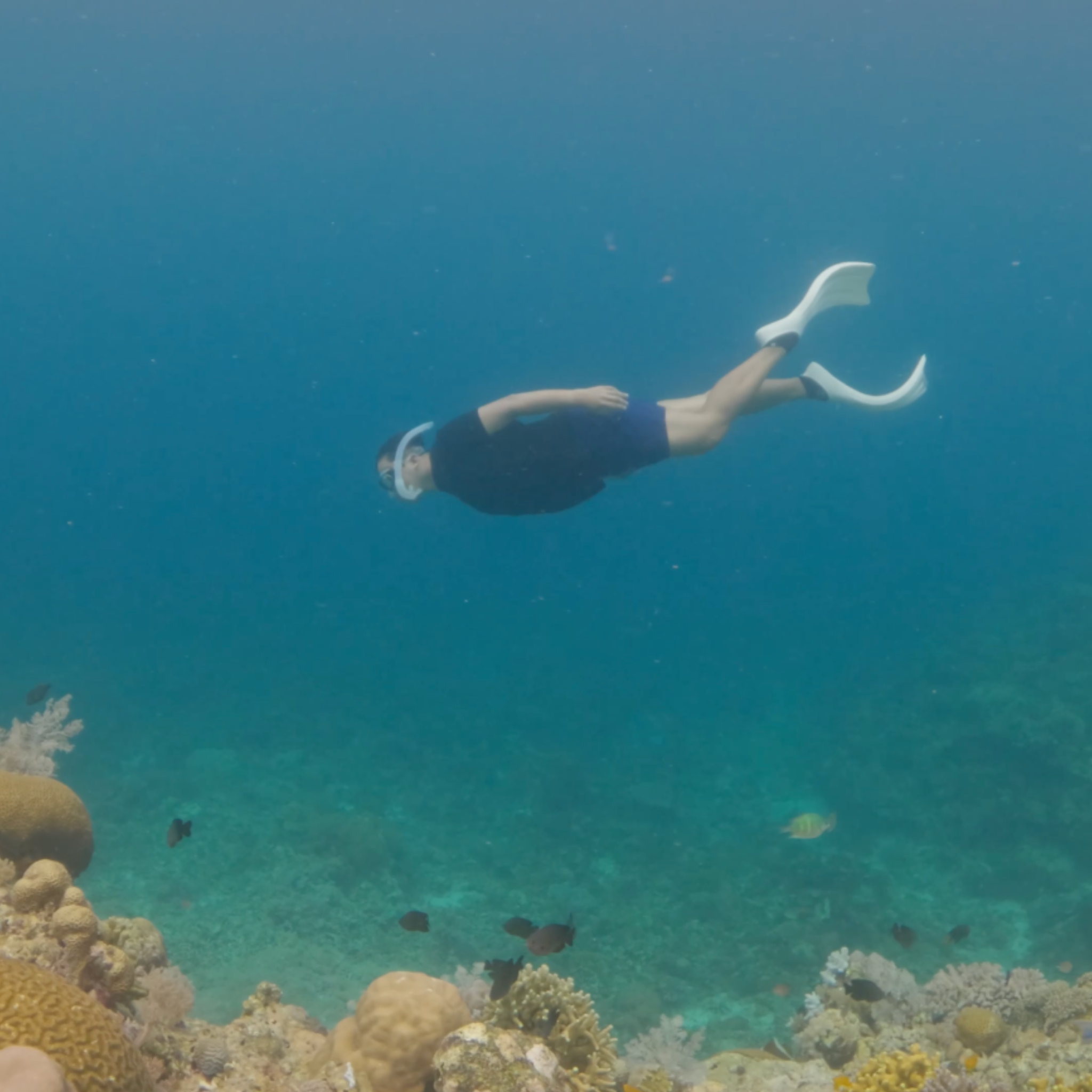 Freediving